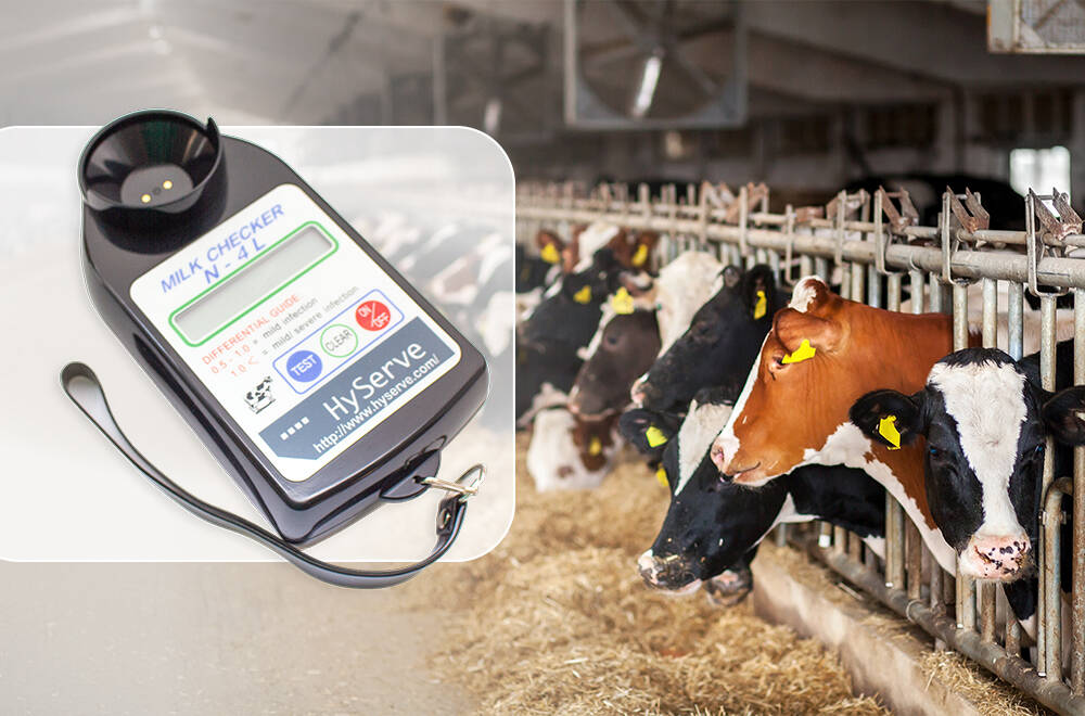 Як визначити мастит ВРХ на ранніх стадіях?