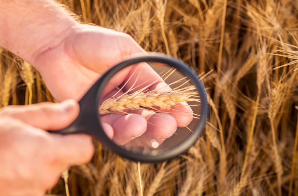 Мягкая или твердая: как выявить примеси мягкой пшеницы в продуктах из твердых сортов