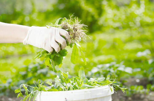 Как избавиться от сорняков