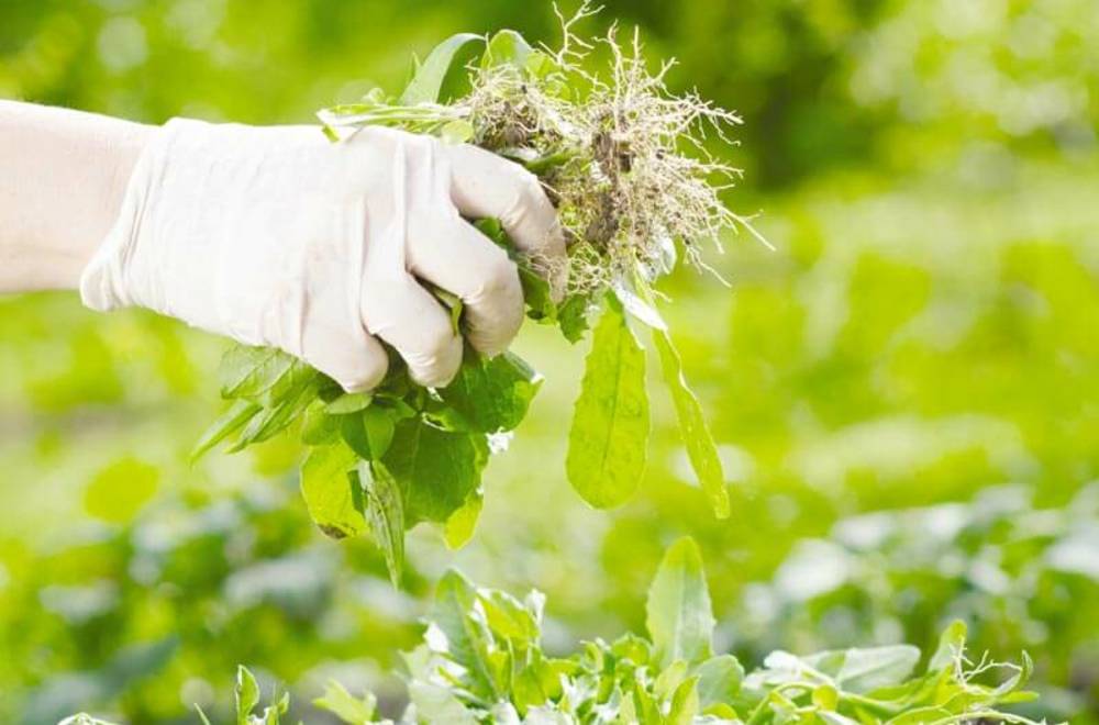 Контроль бур'янів