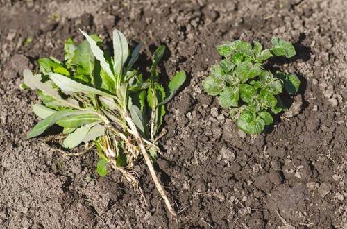 Контроль численности сорняков