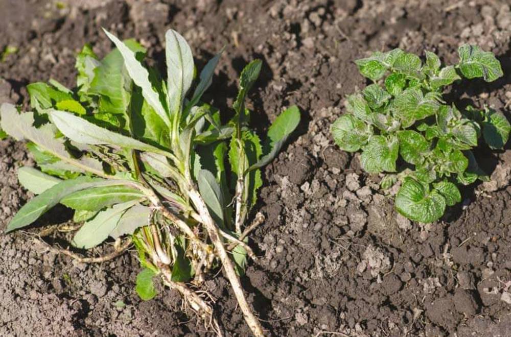 Контроль сорняков