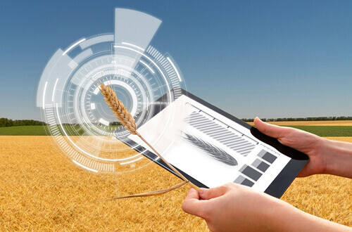 Диагностика азотного питания озимой пшеницы: быстро, удобно, прямо на поле