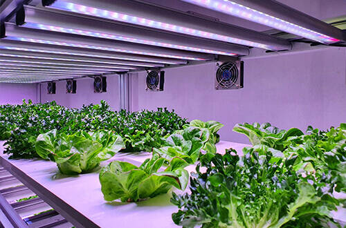 Климатические комнаты – умное решение для апробации в сельском хозяйстве