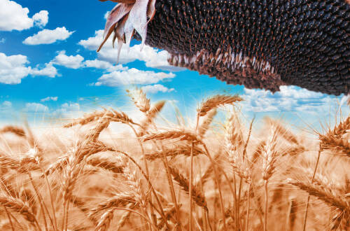 Идеальное измельчение зерновых для их дальнейшего анализа