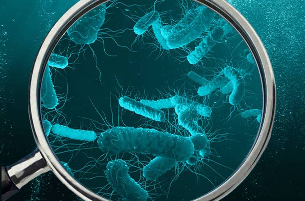 Проверяем воду на кишечную палочку и другие патогены