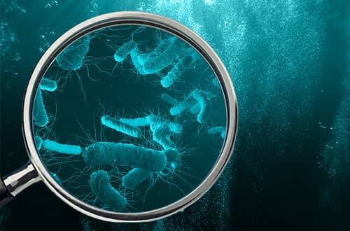 Проверяем воду на кишечную палочку и другие патогены