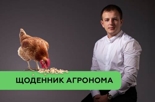Контроль якості кормів у птахівництві: як швидкий аналіз допомагає стабілізувати виробництво