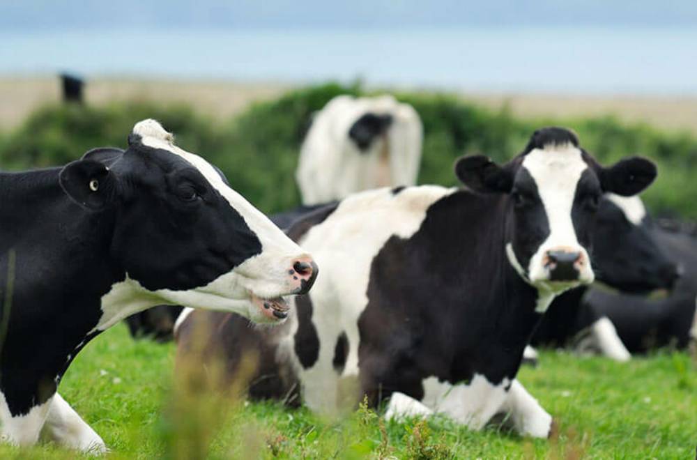 Цефалексин на современном рынке производителей молока