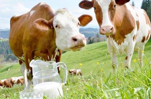 Влияние антибиотика цефтиофур на производство сыра и йогурта