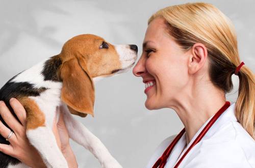 Иммуноферментный анализ в ветеринарии