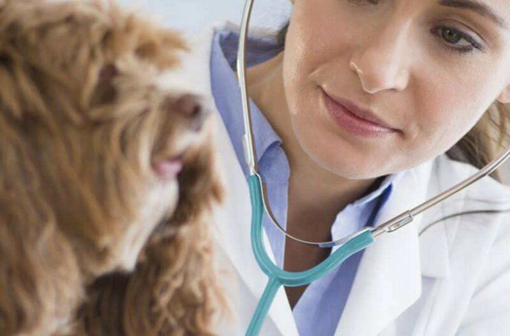 ИФА в ветеринарии