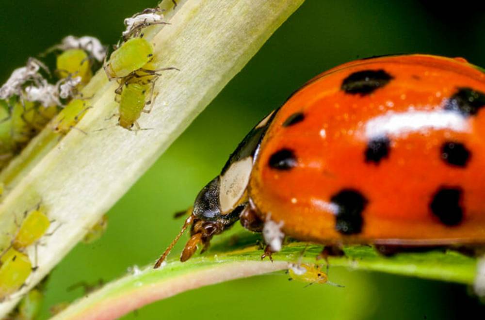 Контроль шкідників в органічному сільському господарстві [Частина 2]