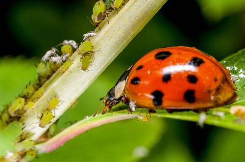 Контроль вредителей в органическом сельском хозяйстве [Часть 2]