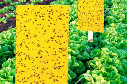 Контроль вредителей в органическом сельском хозяйстве [Часть 1]