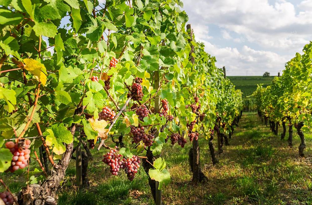 ХЛР на Таїровських читаннях: сучасні рішення для контролю натуральності винопродукції