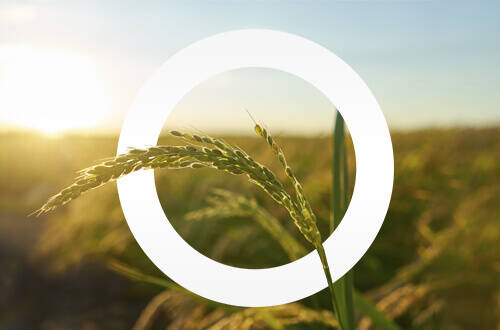 Поздравляем с Днем работников сельского хозяйства!