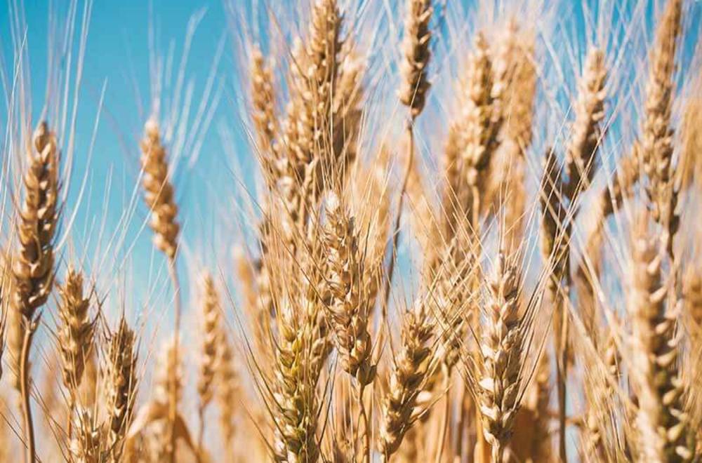 Визначення вомітоксінов в зерні