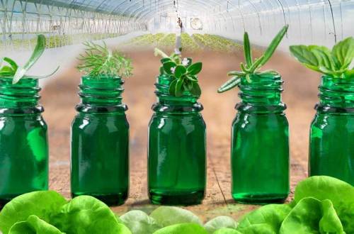 Растительные препараты для контроля вредителей в органическом сельском хозяйстве