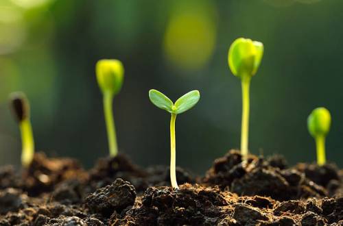 Что такое плодородие почвы