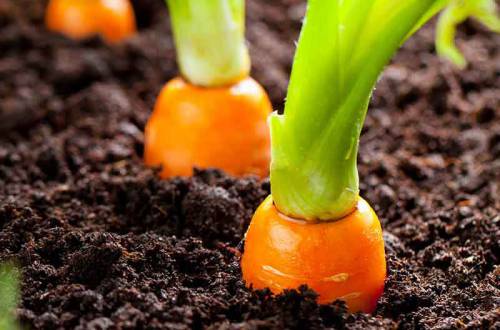 Виды плодородия