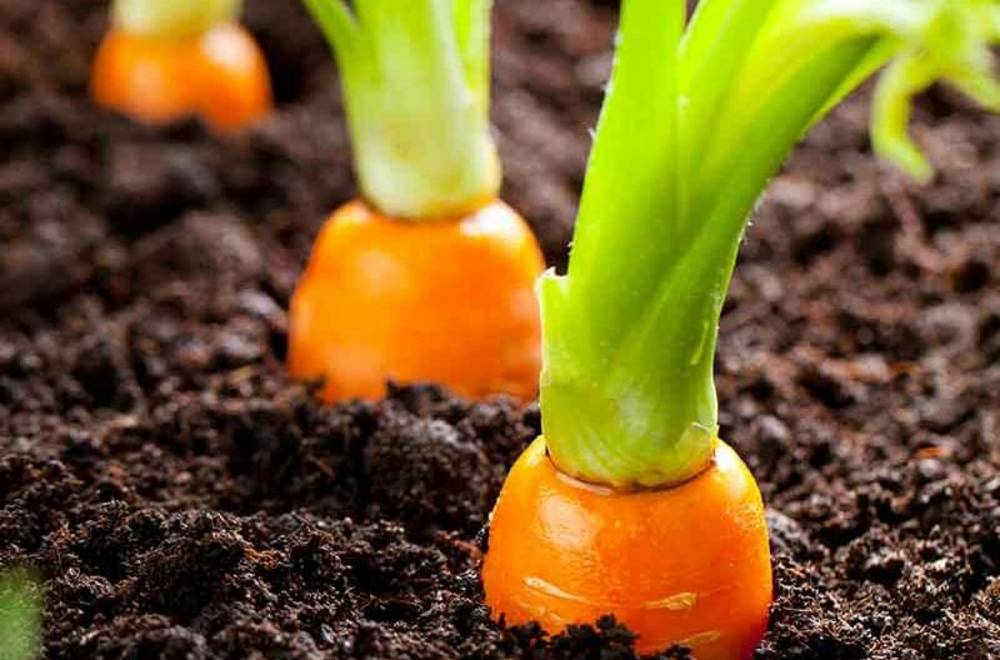 Результати окультурення грунтів