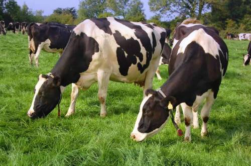 «Корова стельная»: как и когда можно определить