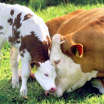Методи визначення статевості корови за молоком
