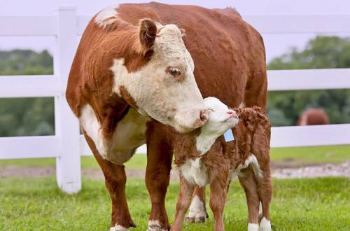 Ранняя диагностики стельности коров методом ИФА