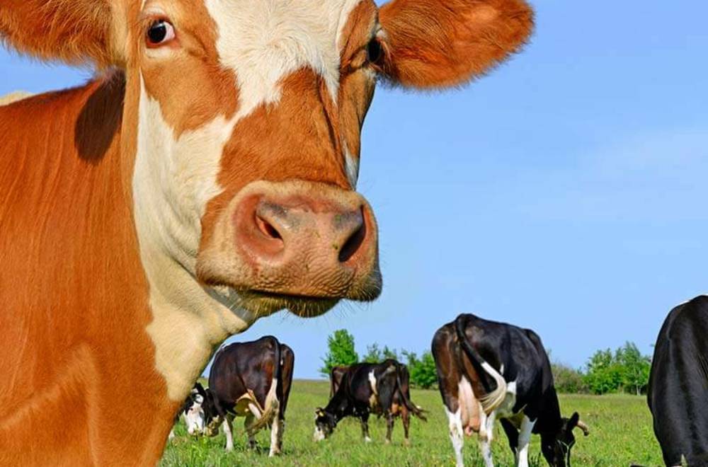 Тесты IDEXX для диагностики стельности