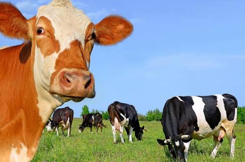 Диагностика стельности крупного рогатого скота IDEXX