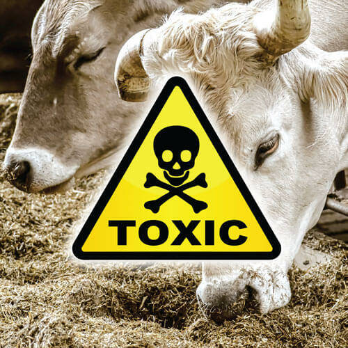 Общая токсичность кормов
