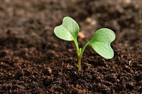 Визначення кислотності грунту в польових умовах