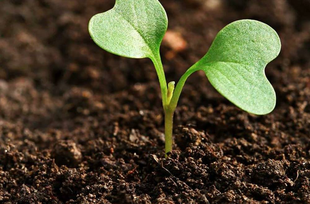 Контроль кислотности почвы в соответствии с выращиваемой культурой