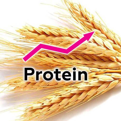 Cирий протеїн в зерні