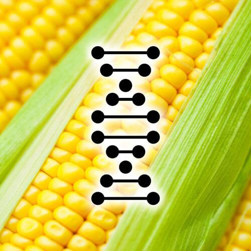Визначення ГМО в зерні