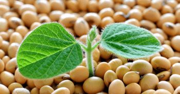 Набори для визначення ГМО Gold Standard Diagnostics