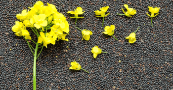 Набори для визначення ГМО Gold Standard Diagnostics