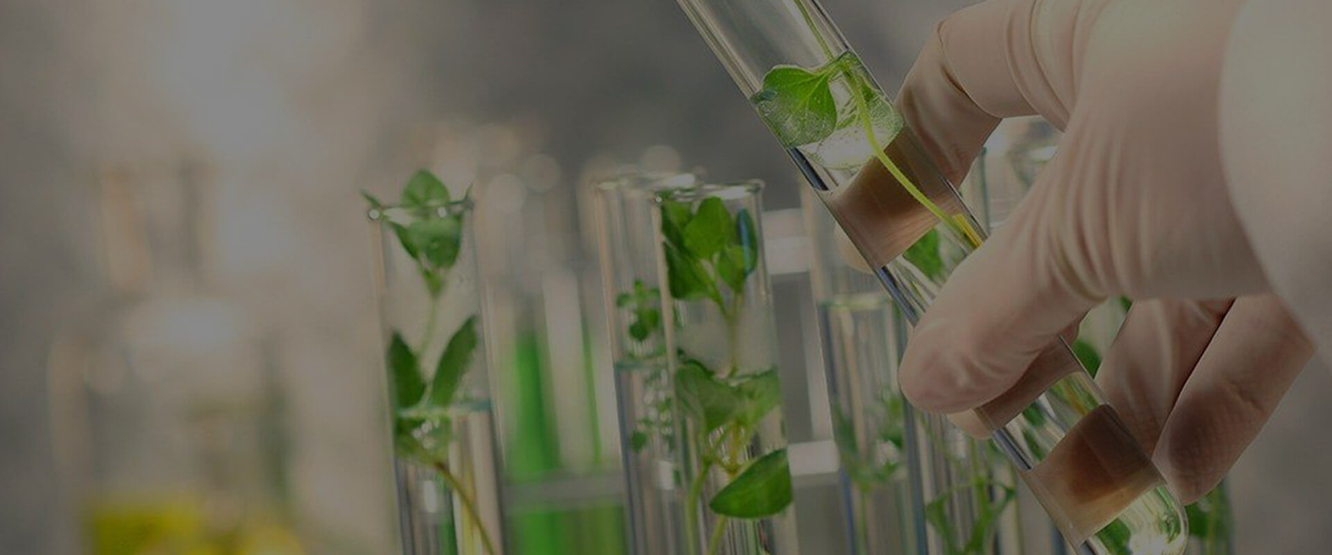 Об'єкти дослідження