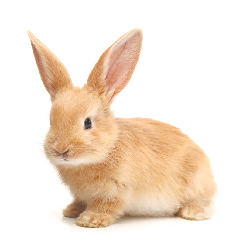 Загальна токсичність кормів