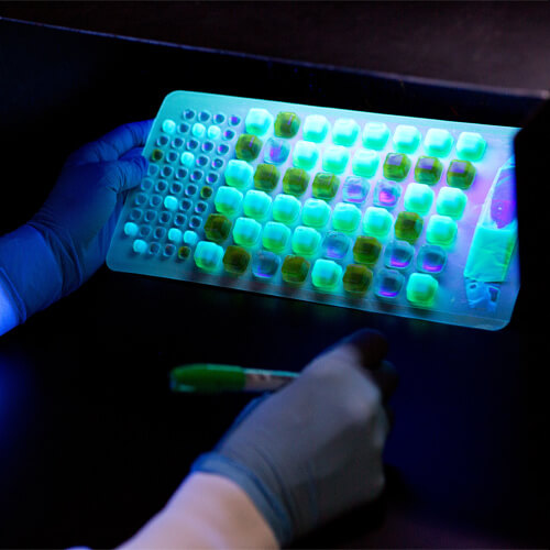 Подсчитайте флуоресцентные лунки (желтый + флуоресценция = E. coli с Colilert)