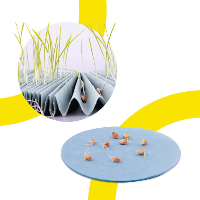 Определение схожести и энергии прорастания семян