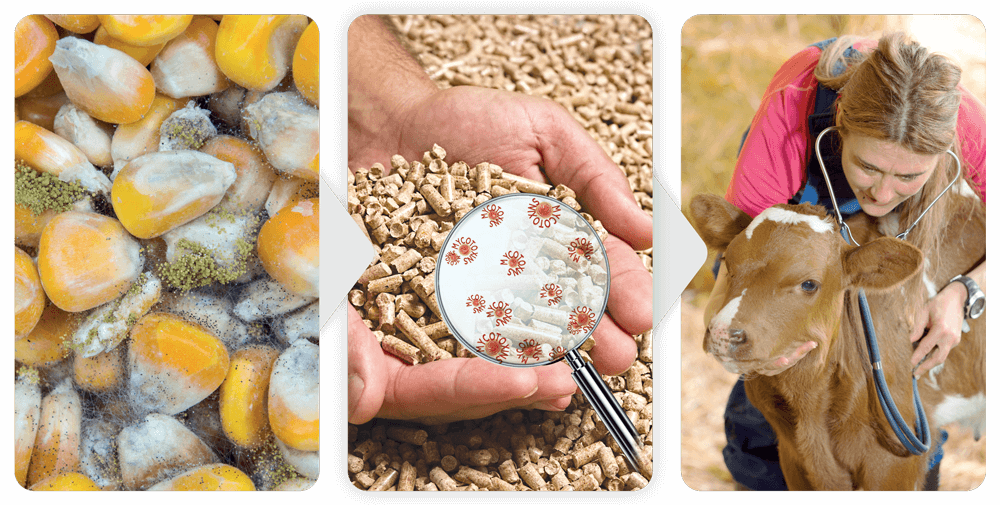 Продукты, зараженные микотоксинами