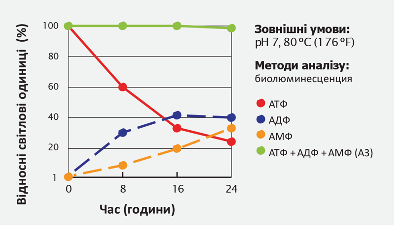 Стабільність концентрації загального аденилату при деградації АТФ